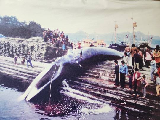 고래잡이 중심지였던 흑산도. 신안군청 제공