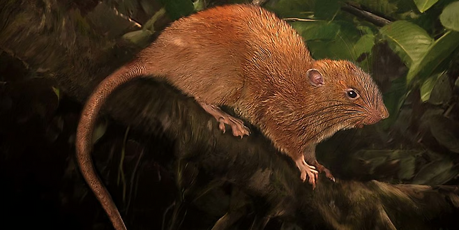 (반구누 거대 쥐의 일러스트. 출처=벨리자르 시메오노프스키