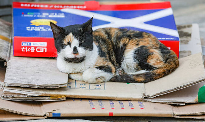 인천 옹진군 십리포해변 인근에서 한 고양이가 박스 더미에서 잠을 자고 있다.