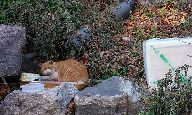 서울 종로구 성균관대학교 인근에 마련된 길고양이 집에서 한 고양이가 누군가 놓고 간 핫팩에 앉아 추위를 피하고 있다.
