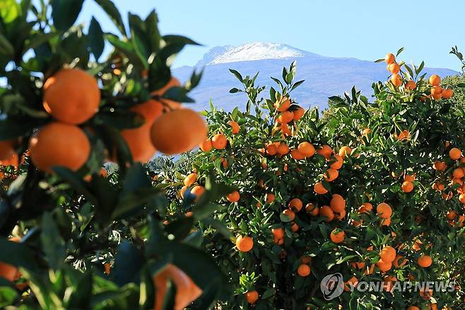 감귤의 계절 [연합뉴스 자료사진]