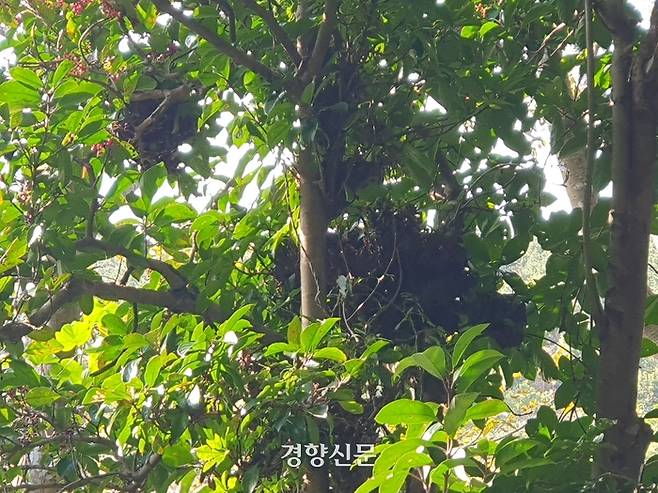 빗자루병 증상을 보이는 비자림 내 아왜나무. 제주도 세계유산본부 제공