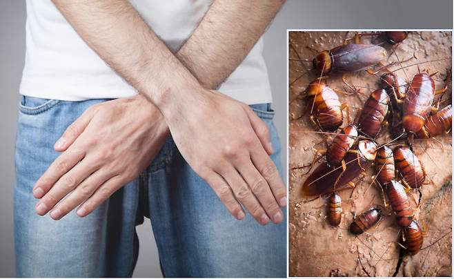 바퀴벌레가 성기에 들어가거나, 살 수 있을까? [사진=게티이미지뱅크 편집]