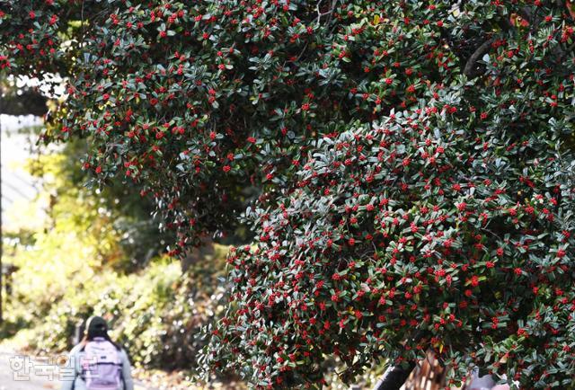 400년이 넘었다는 양림동 호랑가시나무에 빨간 열매가 알알이 박혀 있다.