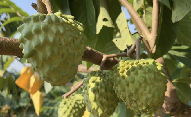 타이완의 수출 품목인 열대과일 ‘파인애플석가’(사진: 바이두)