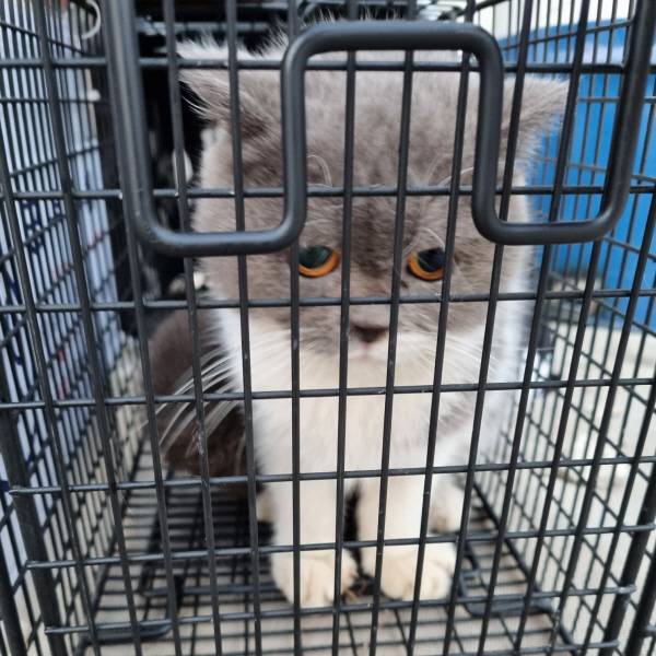 진주에서 집단 유기된 것으로 보이는 품종묘. 동물보호단체 사단법인 리본