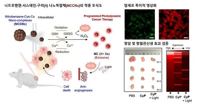 경희대학교 의과대학 김도경 교수 연구팀이 개발한 니트로벤젠-시스테인-구리(Ⅱ) 나노 복합체의 모식도(왼쪽)와 효능 검증 결과. (사진=경희대 제공) *재판매 및 DB 금지