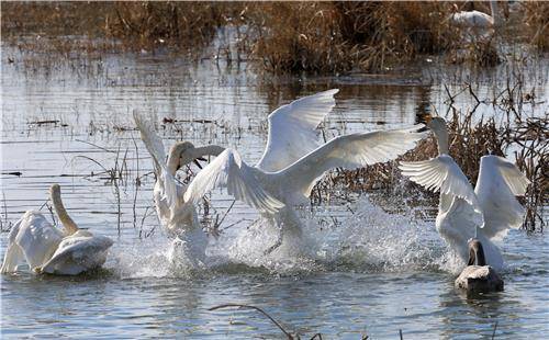 다른 가족과 싸움 벌이는 큰고니 [촬영 유형재]