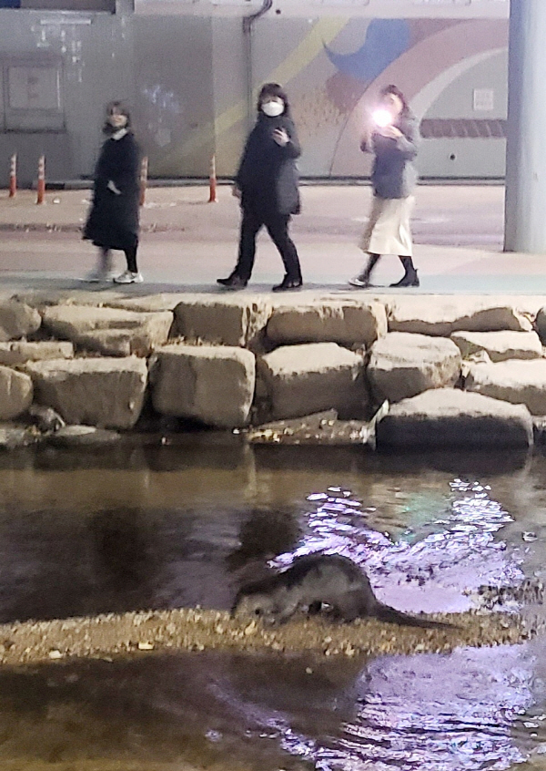 7일 오후 7시30분께 부산 도시철도 1호선 명륜역 인근 온천천에서 수달이 발견됐다. 독자제공