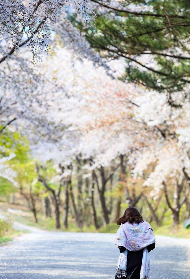 백화산으로 오르는 벚꽃길. 봄이 간다. /박종인