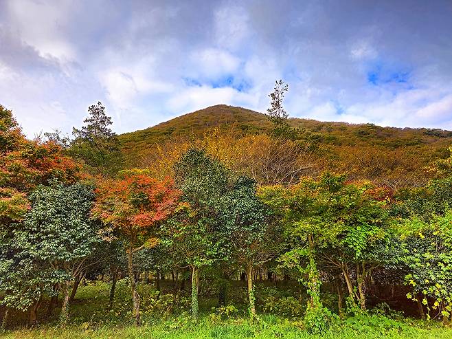 단풍 물든 장춘숲길[사진/백승렬 기자]