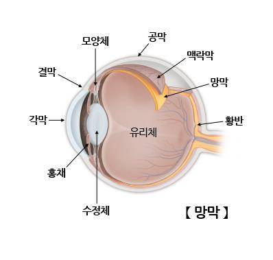 눈의 구조 [출처: 서울아산병원]