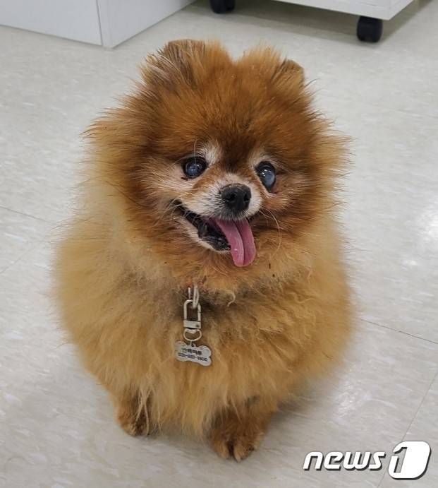 강아지 '모미'(경기도 제공) ⓒ 뉴스1