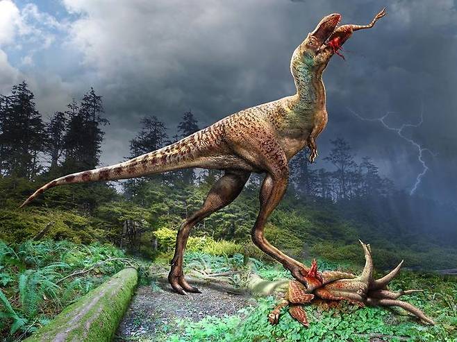 티라노사우루스류 공룡인 고르고사우루스의 사냥 모습 상상도 [Artist Julius Csotonyi/Royal Tyrrell Museum of Palaeontology 제공. 재판매 및 DB 금지]