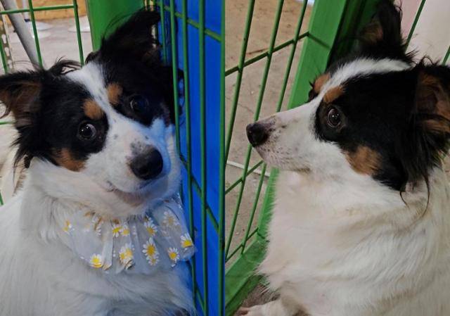 리카는 소심한 성격이지만 먹는 걸 제일 좋아한다. 상주시동물보호센터 제공