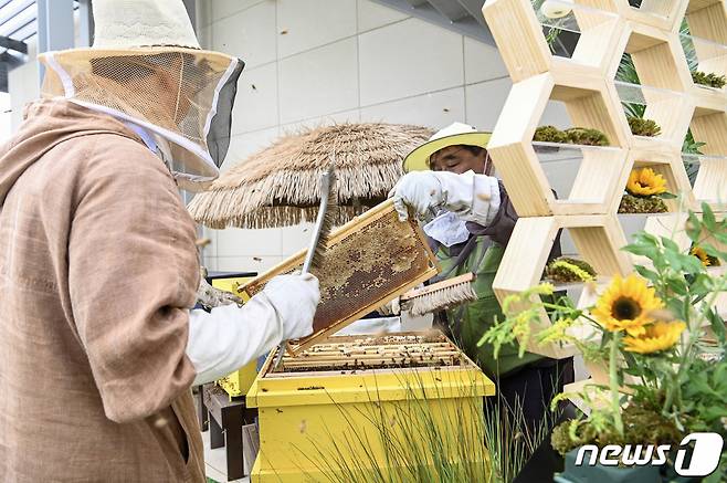 (서울=뉴스1) = 성남시 최대 규모 프리미엄 풀 서비스 호텔 ‘더블트리 바이 힐튼 서울 판교’가 UN 이 지정한 ‘환경의 날'을 맞아 호텔 루프탑 내 양봉장에서 달콤한 첫 벌꿀을 수확했다고 4일 밝혔다. 사진은 더블트리 바이 힐튼 서울 판교에서 도시양봉 첫 벌꿀 수확을 하고 있는 모습. (더블트리 바이 힐튼 제공) 2023.6.4/뉴스1  Copyright (C) 뉴스1. All rights reserved. 무단 전재 및 재배포 금지.