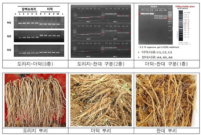 뿌리 모양 비슷한 '도라지-더덕-잔대' 구별법 나왔다
