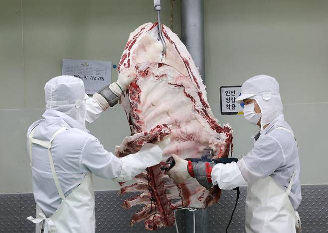 발골·정형 기술사들이 한우 지육에서 전기톱으로 등뼈를 발골하고 있다.