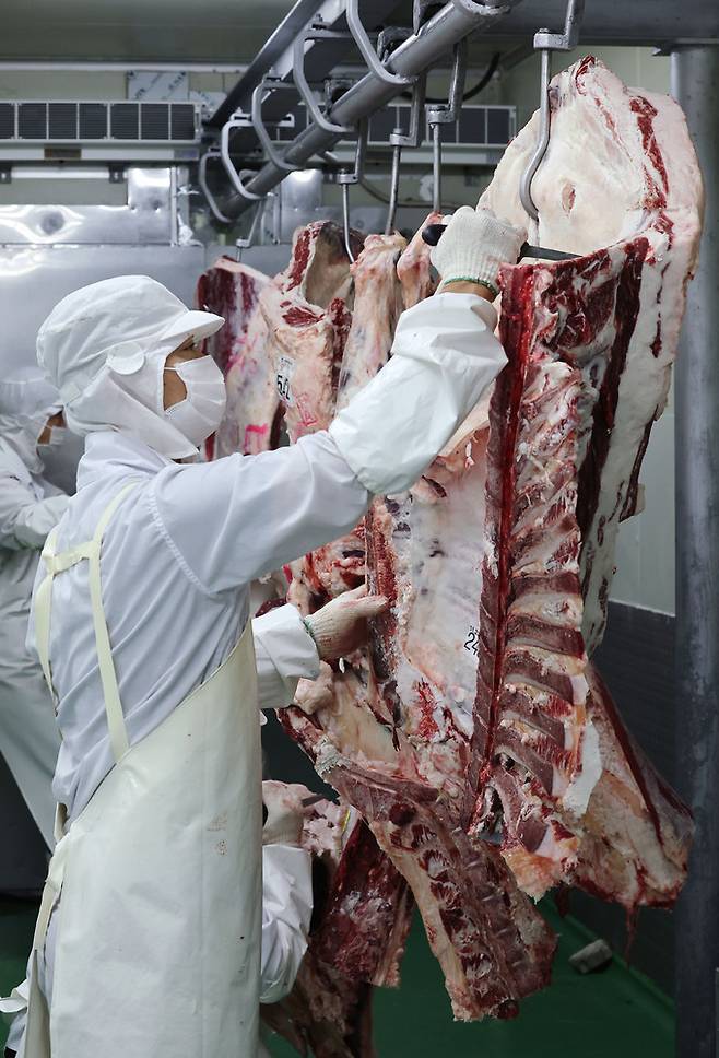 안종찬 반장이 발골용 칼을 들고 칼이 들어갈 위치를 찾고 있다.