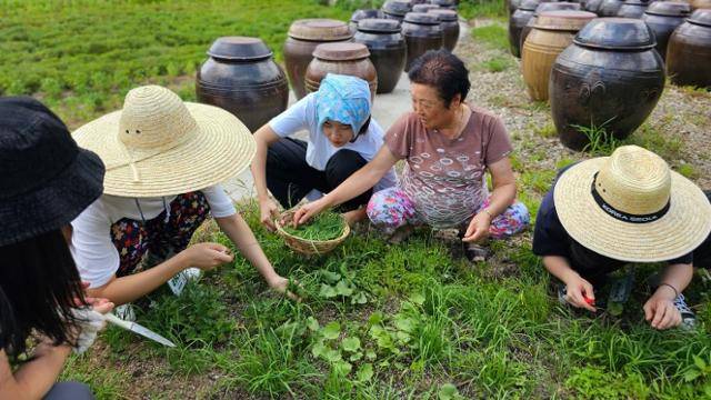 '고마워 할매' 프로젝트 참가자들이 텃밭에서 부추 등 식재료를 수확하고 있다. 숲속언니들 제공
