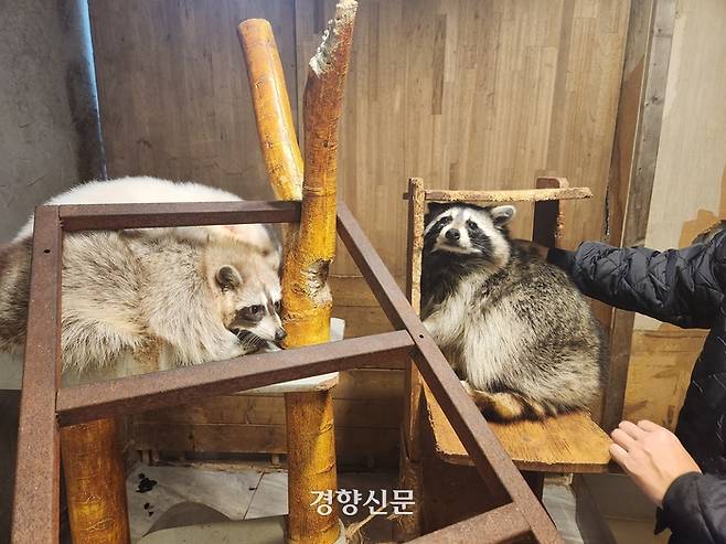 라쿤 가족이 지난 6일 오후 1시30분쯤 서울 홍익대학교 인근 한 야생동물 카페의 목재 타워 위에서 휴식을 취하고 있다. 업체 사장인 김상철씨(39)가 아빠 라쿤을 쓰다듬고 있다. 오동욱 기자