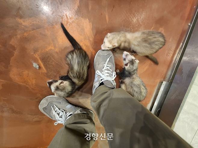 기자가 지난 6일 오후 1시30분쯤 서울 홍익대학교 인근 야생동물 카페의 패럿 방에 입장하자 패럿 세 마리가 기자의 발치로 모여들어 냄새를 맡고 신발을 손톱으로 긁어대고 있다. 오동욱 기자