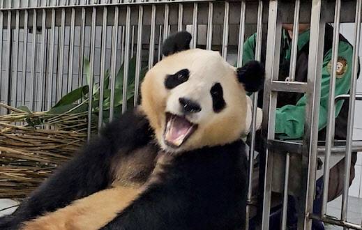 자이언트 판다 푸바오. (사진=뿌빠TV 커뮤니티 캡처)