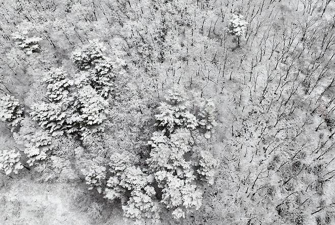 강원 영서북부지역을 중심으로 많은 눈이 내린 12일 춘천시 느랏재 인근 산에 눈이 쌓여 있다. 연합뉴스.