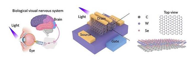 생물학적 시각신경계 개략도 (왼쪽), VTFT 소자 구조 모식도 (가운데) 및 그래핀/WxSex-1 반데르발스 이종 접합 구조의 분자 모식도 (오른쪽) (사진=고려대 제공) *재판매 및 DB 금지