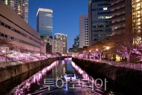 12월 24일까지 주말 및 공휴일에는 '시나가와 크루즈'가 운영돼 선상에서도 분홍빛의 겨울 벚꽃을 감상할 수 있다