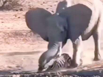 코끼리가 얼룩말을 쓰러뜨리고 무릎을 꿇은 상태에서 코로 가격하고 있다. /indianwildlife_century instagram