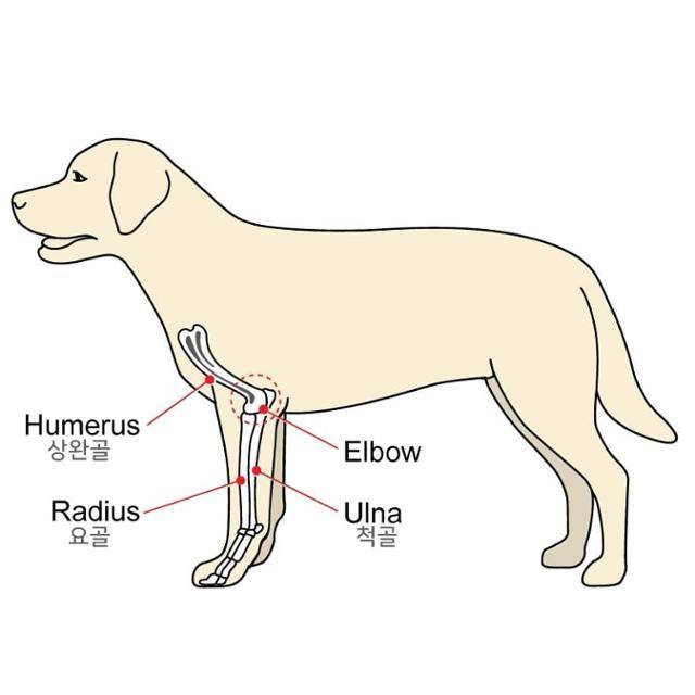 강아지의 앞다리 구조. handicappedpets
