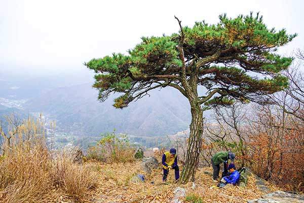 독야청청 홀로 선 석류봉의 명품소나무는 찾는 이들에게 자신의 곁을 아낌없이 내준다.
