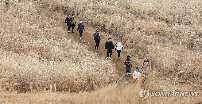 '날이 궂어도 좋아' (제주=연합뉴스) 박지호 기자 = 궂은 날씨를 보인 11일 오전 제주시 애월읍 봉성리 새별오름을 찾은 관광객들이 억새꽃이 활짝 핀 탐방로를 걷고 있다. 2023.12.11 jihopark@yna.co.kr