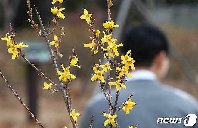 전국적으로 따뜻한 날씨가 이어지고 있는 13일 서울 여의도 국회에 개나리가 피어 있다. 기상청은 14일, 15일 전국에 비가 내리다 16일부터 기온이 급격히 떨어져 추운 날씨가 시작될 것으로 내다봤다. 2023.12.13/뉴스1 ⓒ News1 임세영 기자