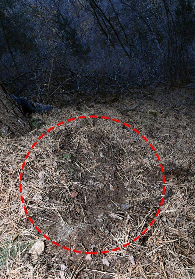 서울 종로구 인왕산에서 먹이를 찾기 위해 멧돼지가 코로 땅을 헤집어 놓은 흔적이 뚜렷하게 보인다. 김예원 인턴기자