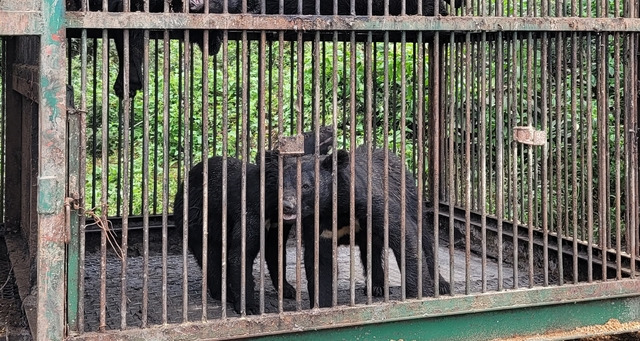 사육 곰의 모습. 기사의 이해를 돕기 위한 이미지. 기사 내용과 직접 관련이 없습니다. 뉴시스