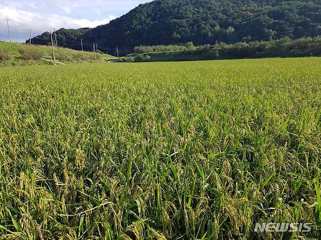 [곡성=뉴시스]  신동춘 그린영농조합법인 대표가 재배하는 가루쌀 단지. (사진=전남도 제공) 2023.06.14. photo@newsis.com