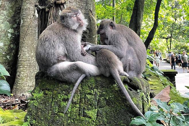 인도네시아 발리 우붓의 대표 관광지 ‘몽키 포레스트’. 원숭이 700마리가 살고 있다. /이혜운 기자