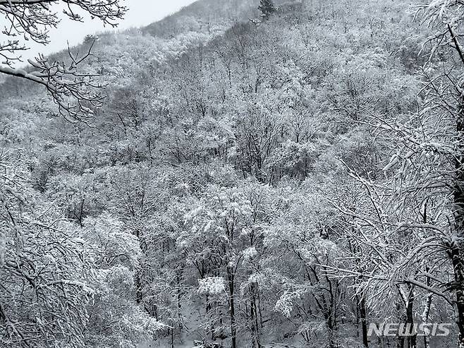 [평창=뉴시스] 김의석 기자 = 12일 강원 산간지역 대설로 인해 강원 평창 오대산국립공원에 설원이 펼쳐졌다. 오대산 국립공원은 지난 1975년 2월 우리나라의 11번째 국립공원으로 지정된 가장 크고 긴 산줄기인 백두대간 중심에 위치하고 있다. 2023.12.12. cw32784@newsis.com