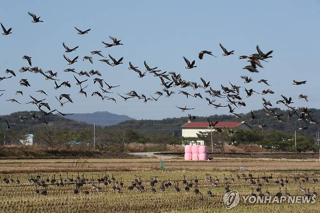 서천 철새 기러기 도래지 서천 철새 기러기 도래지
    (서천=연합뉴스) 조보희 기자 = 충남 서천에 날아든 기러기떼. 2023.11.7