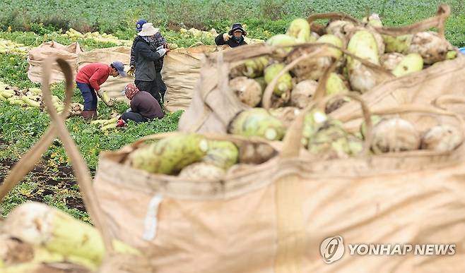 제주 월동무 수확 개시 (서귀포=연합뉴스) 박지호 기자 = 13일 오전 제주 서귀포시 대정읍 상모리의 한 밭에서 농민들이 월동무를 수확하고 있다. 2023.12.13 jihopark@yna.co.kr