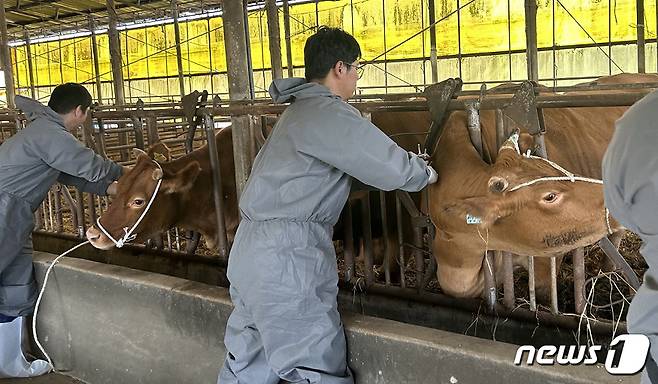 신안군 압해읍 농가에서 럼피스킨 백신 접종을 하고 있다. (신안군 제공)/뉴스1