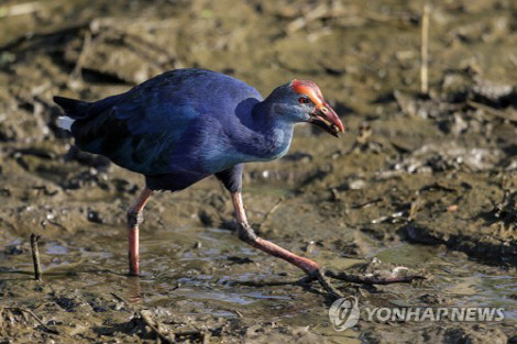 자색쇠물닭   연합뉴스