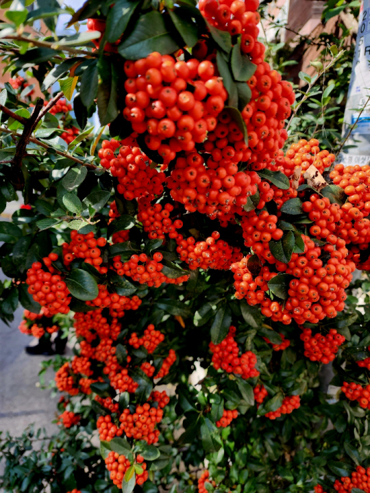 피라칸타 붉은 열매가 빽빽히 다닥다닥 붙어있다. 열매는  여름철 하얀 꽃보다 더 아름답다. 서울 용산 용리단길에서 10월 27일