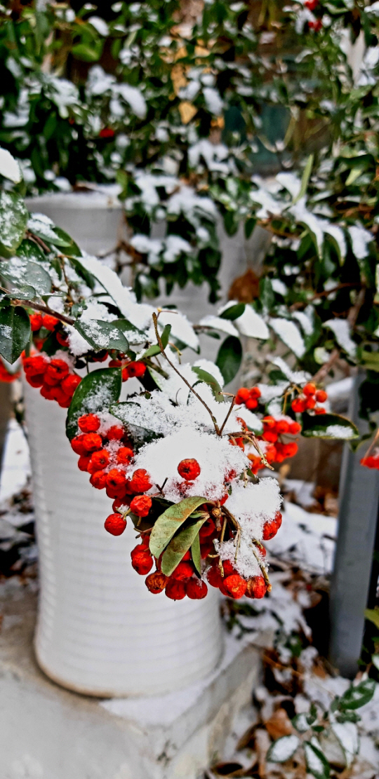 피라칸타 붉은 열매에 한겨울 눈이 소복히 쌓여 있다. 2022년 1월. 서울 용산 용리단길
