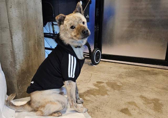 보스는 올무 제거로 인해 오른쪽 앞발을 디디지 못하지만 활동하는 데에는 지장이 없다. 동물구조119 제공