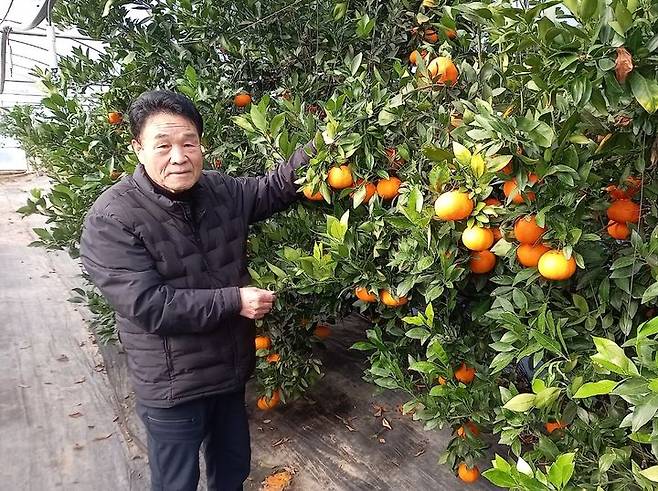 정읍에서 재배된 수확 전 홍혜향(레드향). *재판매 및 DB 금지