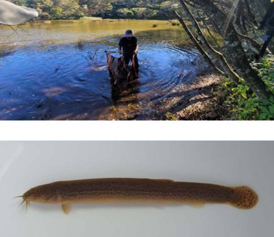 한라산 물장오리 담수어류 조사 전경(위쪽)과 미꾸리 [제주도 세계유산본부 제공.재판매 및 DB 금지]