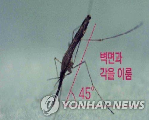 2020년 6월 파주서 채집된 말라리아 매개 모기 [질병관리본부 제공. 재판매 및 DB 금지]